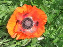 Papaver Orientale
